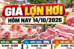 Giá lợn hơi hôm nay 14/10: Thị trường dao động 51.000 - 54.000 đồng/kg