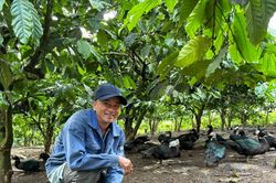 Nuôi gia cầm dưới tán cà phê