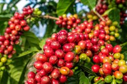 Giá cà phê hôm nay 14/10/2026: Tây Nguyên giảm 200 đồng/kg, Robusta London quay đầu đi xuống