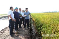 Lãnh đạo UBND tỉnh kiểm tra sản xuất lúa mùa và kiểm tra thực địa Khu đô thị nghỉ dưỡng, sinh thái, vui chơi giải trí biển Quất Lâm