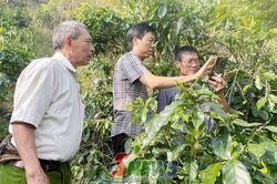 Nâng cao năng lực khảo sát, thu thập dữ liệu vùng trồng cà phê tuân thủ quy định EUDR tại xã Muổi Nọi