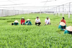 Hà Nội gắn quy hoạch nông thôn với chuyển đổi nghề, bảo đảm sinh kế cho nông dân