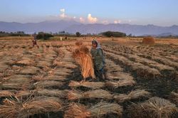 El Niño đe dọa mùa màng và nguồn cung lương thực từ Đông Nam Á
