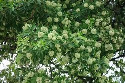 Hà Nội nghiên cứu dịch chuyển cây hoa sữa tại các tuyến phố mật độ dày
