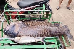 Sáng ra bờ sông, dân làng tá hỏa lôi lên 'thủy quái' 100kg: Sự thật phía sau mới đáng sợ!
