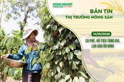 Thị trường nông sản 14/10/2026: Cà phê, hồ tiêu tăng giá, lúa gạo ổn định