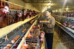 Xã Ứng Thiên phát huy hiệu quả các mô hình kinh tế