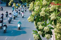 Hà Nội tháng 10, mùa hoa sữa lại về trên phố