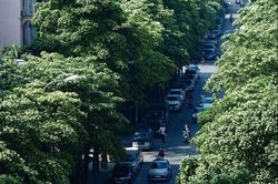Ám ảnh đoạn đường 100 m có 15 cây hoa sữa