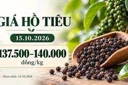 Giá tiêu hôm nay 15.10.2026: Chờ tín hiệu từ sức mua