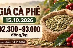 Giá cà phê hôm nay 15.10.2026: Chờ tín hiệu từ sàn London