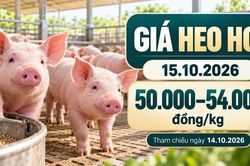 Giá heo hơi hôm nay 15.10.2026: Áp lực sau đợt giảm trên cả ba miền