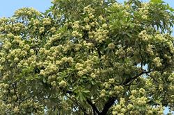 Vì sao mùi hoa sữa gây đau đầu với nhiều người?