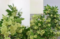 Dân văn phòng Hà Nội đu trend cắm hoa sữa, 'biến nỗi sợ thành niềm vui'