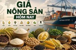 Giá nông sản hôm nay 15/10/2026: Giá cà phê phát đi tín hiệu tích cực, Giá tiêu 'khởi sắc'; Trung Quốc thặng dư thương mại gần 1.000 tỷ USD