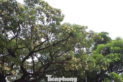 Hà Nội yêu cầu cắt tỉa ngay hoa sữa vì mùi quá nồng