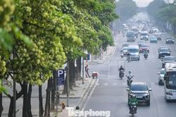 Hàng nghìn cây hoa sữa nở dày đặc trên các tuyến phố phía Tây Hà Nội