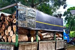 Công an phát hiện 451 thân gỗ bị cưa hạ trong rừng từ đầu mối chiếc xe tải