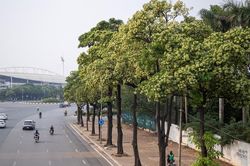 Cận cảnh những hàng hoa sữa nở trắng trời 'bủa vây' người Hà Nội