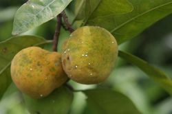 Loại quả chua kho cá, nấu canh, lá rất tốt cho người đau xương khớp