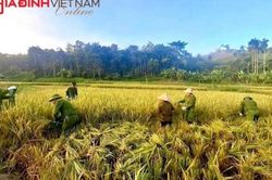 Bộ đội, công an, đoàn viên xắn quần lội ruộng giữa nắng giúp hộ nghèo thu hoạch lúa