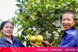 Chuẩn hóa quy trình sản xuất, nâng tầm giá trị cam Vũ Quang