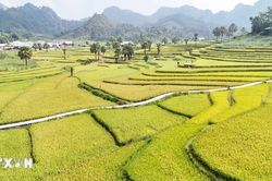 Sắc vàng rực rỡ say đắm lòng du khách trên Bản Tèn