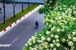 Phố phường Hà Nội đón gió Thu trong nồng nàn mùi hương hoa sữa