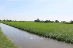 Liên kết chuỗi giá trị - Đòn bẩy phát triển ngành lúa gạo