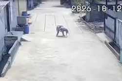 Đang đi bộ trên đường, bé gái bị khỉ hoang tấn công