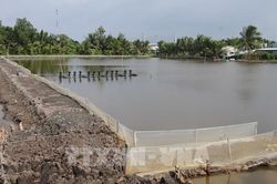 Ngành tôm nhận diện thách thức để bứt phá