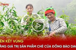 Liên kết vùng, nâng giá trị sản phẩm chè của đồng bào Dao