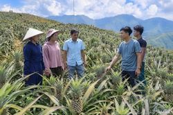 Phát huy vai trò tổ chức hội trong liên kết sản xuất