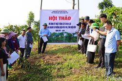 Mô hình trồng chanh leo cho lợi nhuận trên 200 triệu đồng/ha