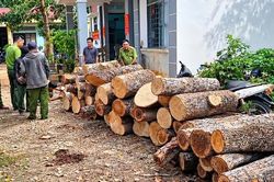 Tạm giữ 2 đối tượng vận chuyển, mua bán hơn 22 m³ gỗ lậu tại xã Ia Mơ