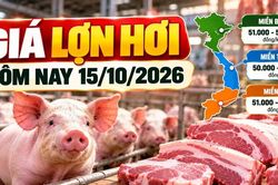Giá lợn hơi hôm nay 15/10/2026: Thấp nhất 50.000 đồng/kg
