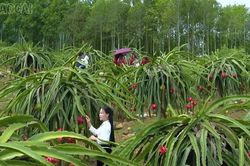 Lễ hội Mường Lò: Đánh thức tiềm năng từ những vườn trái ngọt