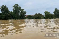 'Lá chắn xanh' giữa vùng rốn lũ