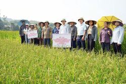 Đánh giá hiệu quả mô hình sản xuất hai giống lúa đặc sản Định Hóa