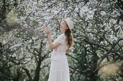 Vườn hoa mận nở trái mùa ở Sơn La thu hút du khách