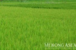 Nâng mục tiêu diện tích lúa chất lượng cao lên 1,65 triệu ha