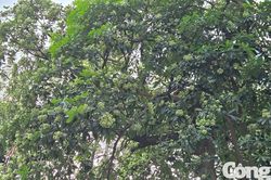 Hà Nội yêu cầu cắt tỉa hoa sữa tại những khu vực có mùi quá nồng