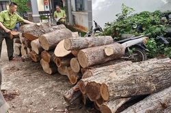 Phát hiện vụ chặt hạ 451 cây rừng ở khu vực biên giới Gia Lai
