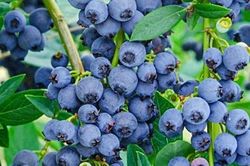 Loại quả nhỏ xíu được ví như 'siêu thực phẩm', Việt Nam trồng thành công, giàu chất chống oxy hóa, tốt cho sức khỏe