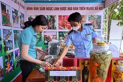 Giả sâm Ngọc Linh để trục lợi