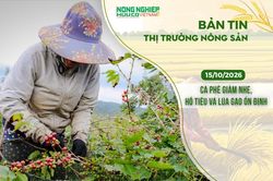 Thị trường nông sản 15/10/2026: Cà phê giảm nhẹ, hồ tiêu và lúa gạo ổn định