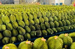 Tháo gỡ khó khăn trong quản lý sầu riêng và phát triển nuôi trồng thủy sản