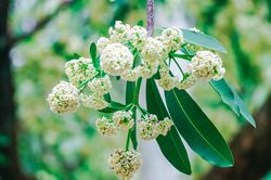Khách Tây nghĩ sao về hương hoa sữa tại Hà Nội?