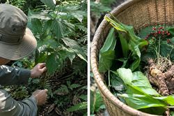 Thu hái dược liệu đúng cách ảnh hưởng đến chất lượng cây thuốc thế nào?