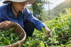 Trồng dược liệu an toàn: Người dân cần thay đổi những gì?
